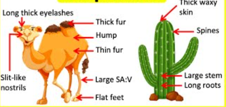 <p><span><span>the process by which organisms evolve traits that enhance their chances of survival and reproduction in a given environment. This process occurs over generations and involves changes in physical structures, behaviors, or physiological functions that better suit the organism to its habitat. </span></span></p><ul><li><p><span><span>key mechanism of evolution and is closely related to natural selection, where advantageous traits become more common in a population over time</span></span></p></li></ul><p></p>