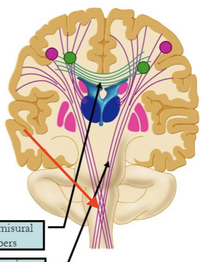 <p>found in layers IV, V, and VI - input and output fibers </p>