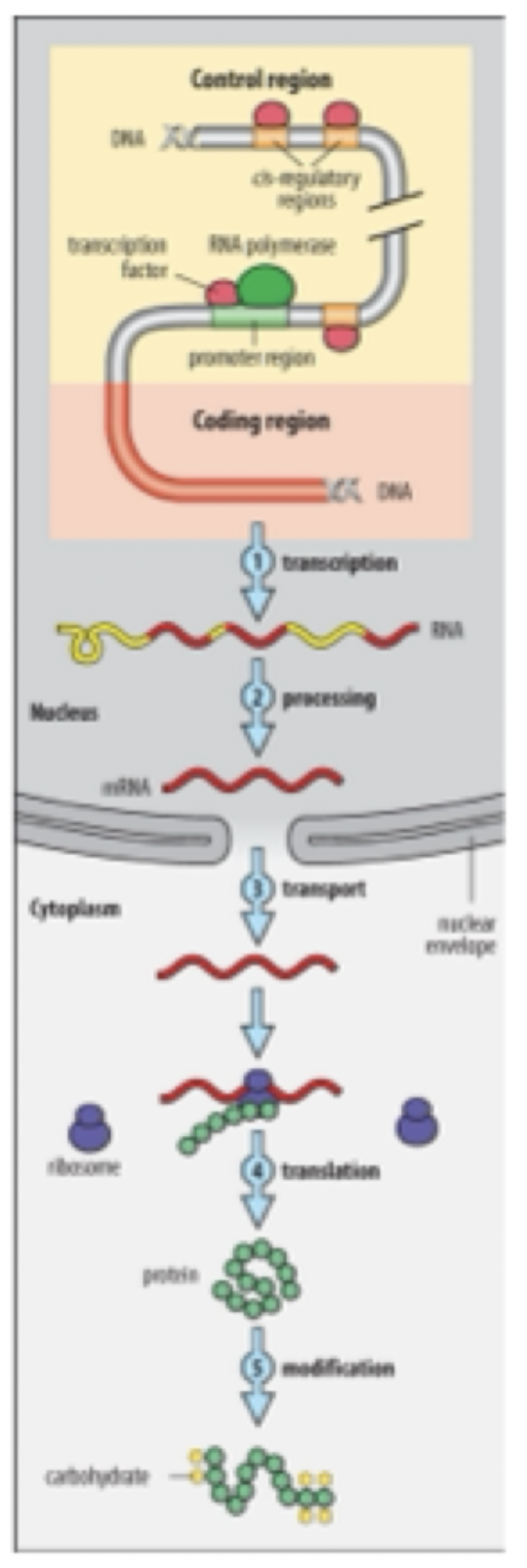 <p><strong>Control region: </strong>promoter, transcription factor binding modules to turn a gene on/off</p><p><strong>Coding region</strong> = instruction for making a particular region (red)</p><p><strong>Upstream we have a promoter region:</strong></p><p>Rna polymerase binds to promoter to synthesize rna using the coding region of DNA as a template</p><ul><li><p>RNA gets helps form transcription factors</p></li><li><p>Aren't always the same in every cell type</p></li></ul><p>&nbsp;</p><p>More upstream regulator sites</p><p><strong>Epigenetic regulation: </strong>The configuration of the DNA can either be tightly wounded or loosely wound to make it more of less accessible to the expression the genes&nbsp;</p><p>&nbsp;</p><p><strong>Two levels of control</strong></p><ul><li><p>Diff. specific transcription factors</p></li><li><p>Epigenetics</p></li></ul><p>mRNA has been transcribed:</p><p><strong>Exons vs Introns:</strong></p><p>Exons code for protein</p><p>Alternative splicing = putting different exons together</p><ul><li><p>From a single gene we can create diff. parts of proteins</p></li></ul><p>&nbsp;</p><p>mRNA leaves the cell and attaches to ribosome and ribosome synthesis&nbsp; the correspond peptide</p><ul><li><p>Sometime peptide are not ready to be processed yet, they are biological inactive, post translational modification</p></li><li><p>Chemical group that attach to the protein to make them more active</p></li></ul>