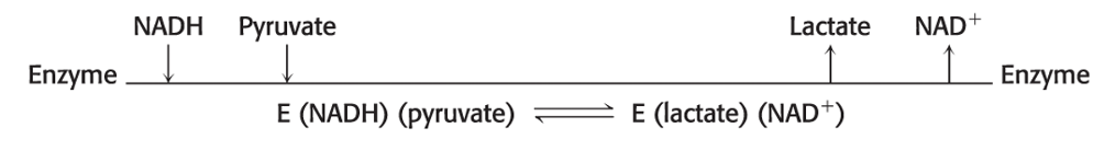 <p>Exam 1A-42</p><p>Which type of the multiple substrate reaction is shown?</p><p></p><p>a. ordered sequential reaction</p><p>b. random sequential reaction</p><p>c. double-displacement reaction</p><p>d. ordered displacement reaction</p><p>e. double sequential reaction</p>