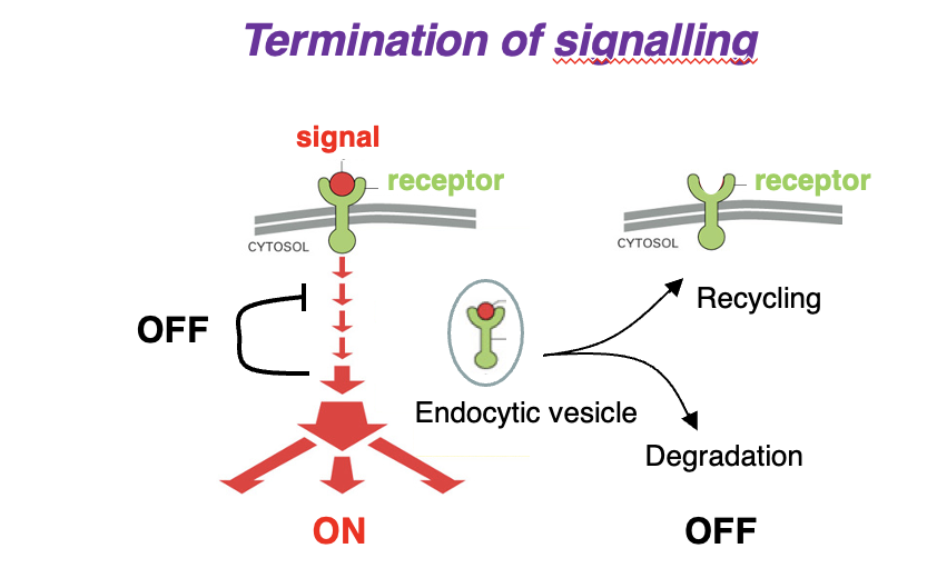<p>1. Signal binds receptor → Activates signaling cascade (ON).</p><p class="p2">2. Signal &amp; receptor internalized into an endocytic vesicle.</p><p class="p1">3. Two possible fates:</p><p class="p3">• Receptor Recycling: Receptor is returned to the membrane (OFF).</p><p class="p3">• Degradation: Receptor &amp; signal are broken down (OFF).</p>