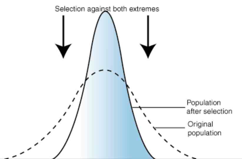 <p>When the environment favours those with the most common characteristic - those on the extreme dies out and the common characteristic increases and variation decreases. Often used to conserve phenotypes present and maintain continuity</p>