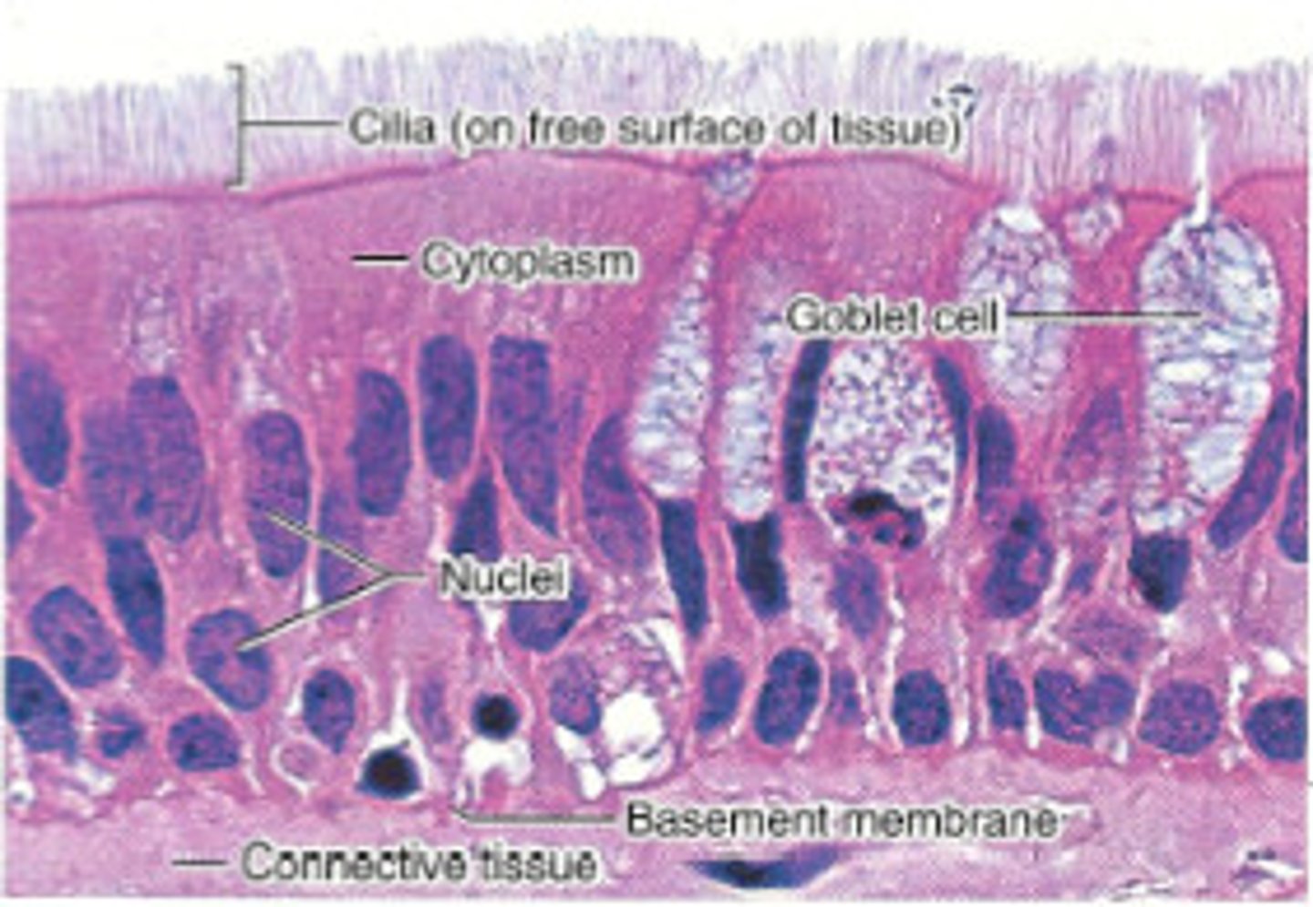 <p><strong>pseudostratified ciliated columnar</strong> epithelial cells containing <strong>mucous membranes</strong> (goblet cells)</p><p>1. filters the air (<strong>mucus &amp; cilia</strong>)</p><p>2. warming</p><p>3. humidifying</p><p></p><p></p><p>general, anywhere that air passes <strong>pseudostratified ciliated columnar epithelium w/ goblet cells</strong></p><p></p><p>"nasal epithelium" is just simply referring to where it is (nasal cavity)</p>