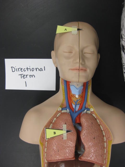 <p>Directional Term</p><p>Lab Image 1-0</p>