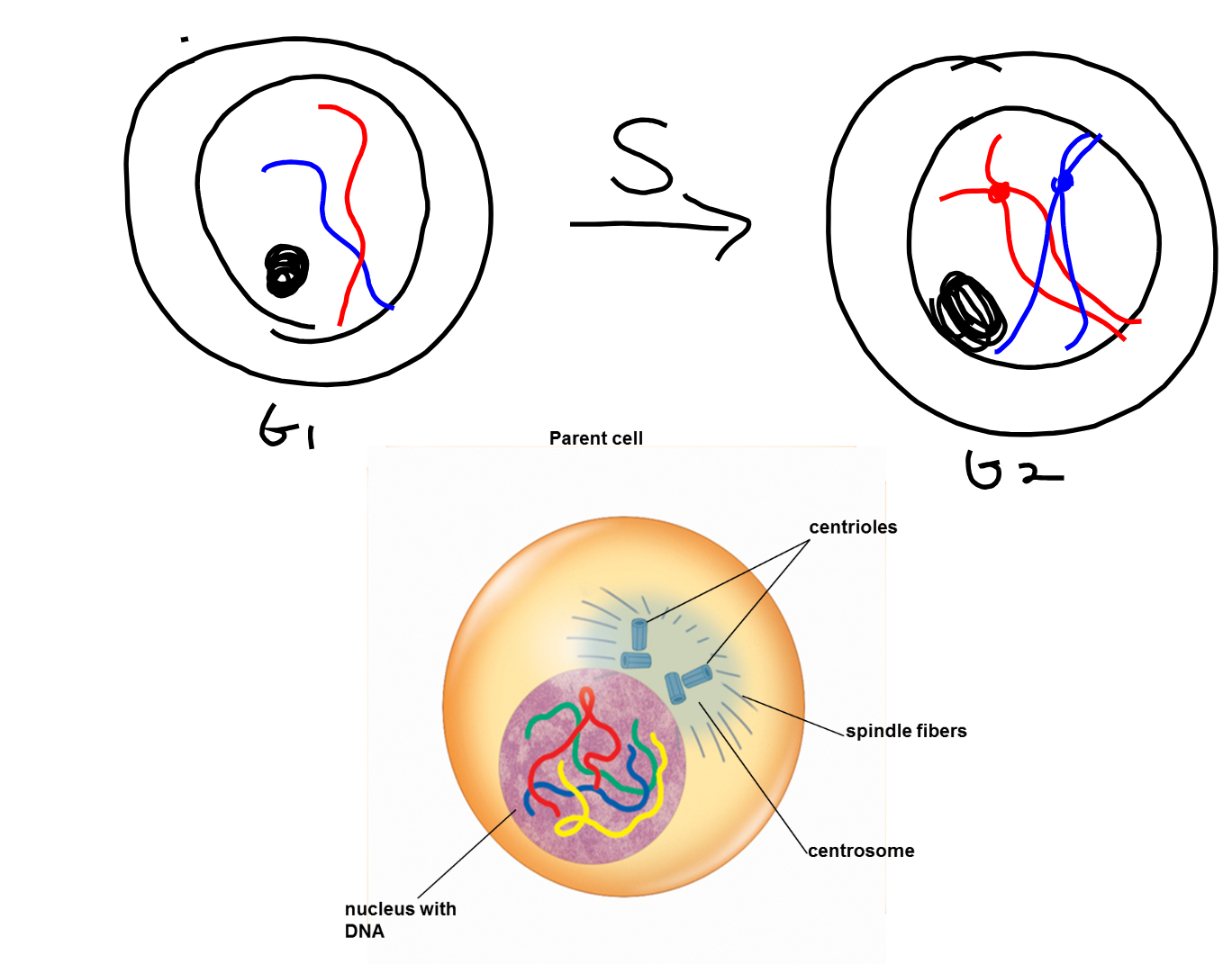 Interphase