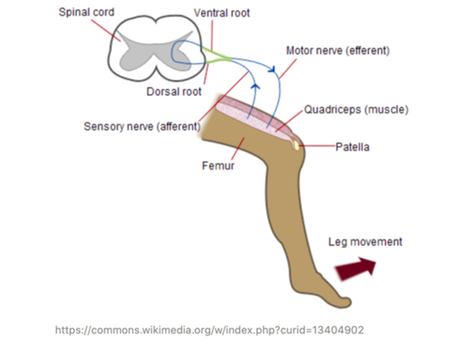 <p>efferent</p>