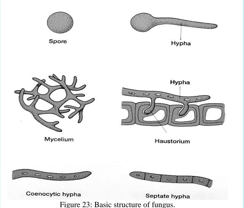 <p>what do hyphae have in some species? What about other species?</p>