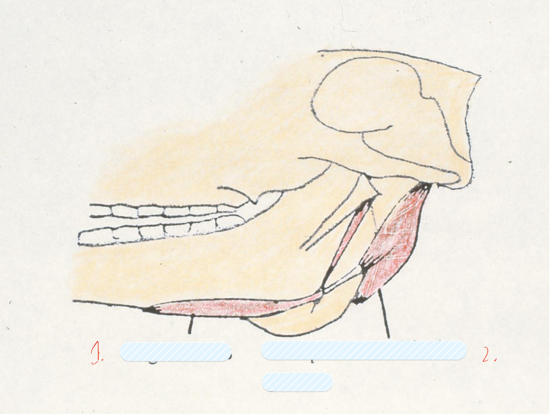 <p>what is this structure and what are its parts</p>