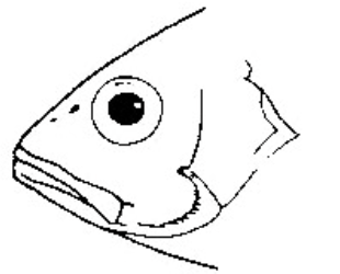 <p>most fishes; pointy-end forward</p>