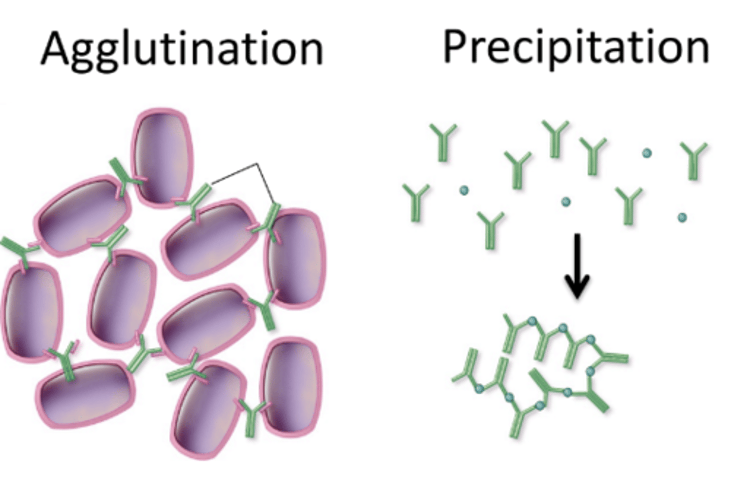 <p>clump-up virus particles - large clumps more easily cleared by phagocytes</p>