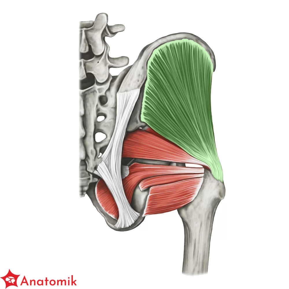 <p>zgina prostuje nawraca odwraca odwodzi</p>