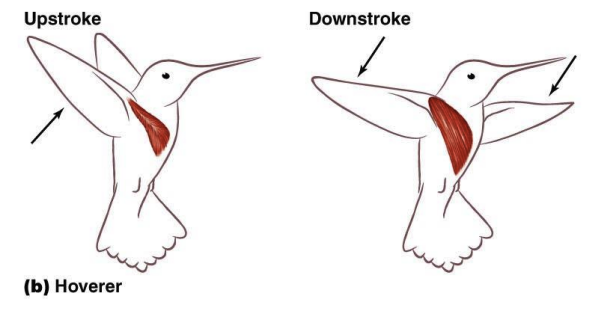 <p>Hummingbirds _______ a lot so they use _______ more frequently, so larger ___________ muscle</p>