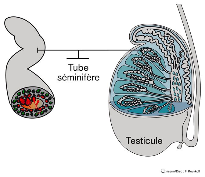 <p>dans la paroi des centaines de tubules séminifères des testicules </p>