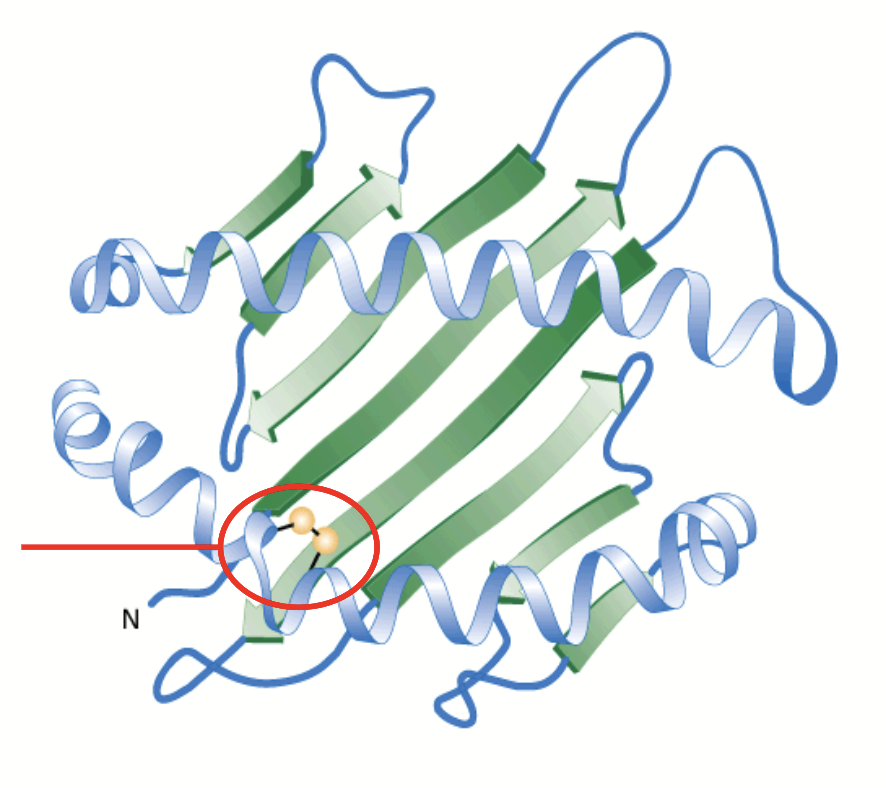 <p>Structure that corresponds to the <strong>arrangement of the secondary structure in 3D space</strong>. Many proteins become biologically active at this stage!</p><p>Consists of <u>one polypeptide chain</u>.</p><p>Involves interactions between AA side chains (near or far).</p><ul><li><p>For example, disulfide bonds can form between Cys AAs.</p></li></ul><p>Hydrophobic AAs tend to be placed towards the centre of a protein to help ensure that the protein is water soluble - allows proteins to move around in aqueous cellular environment.</p>