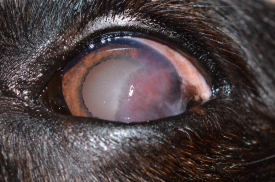 <p>Greyish-pink film on the eye progressing to corneal opacity due to cellular infiltration and vascularisation</p>