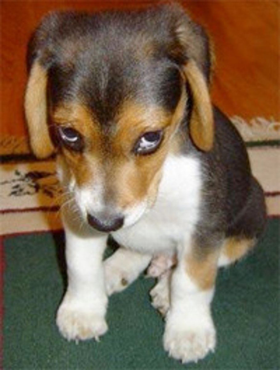 <p>to ask for forgiveness</p>
