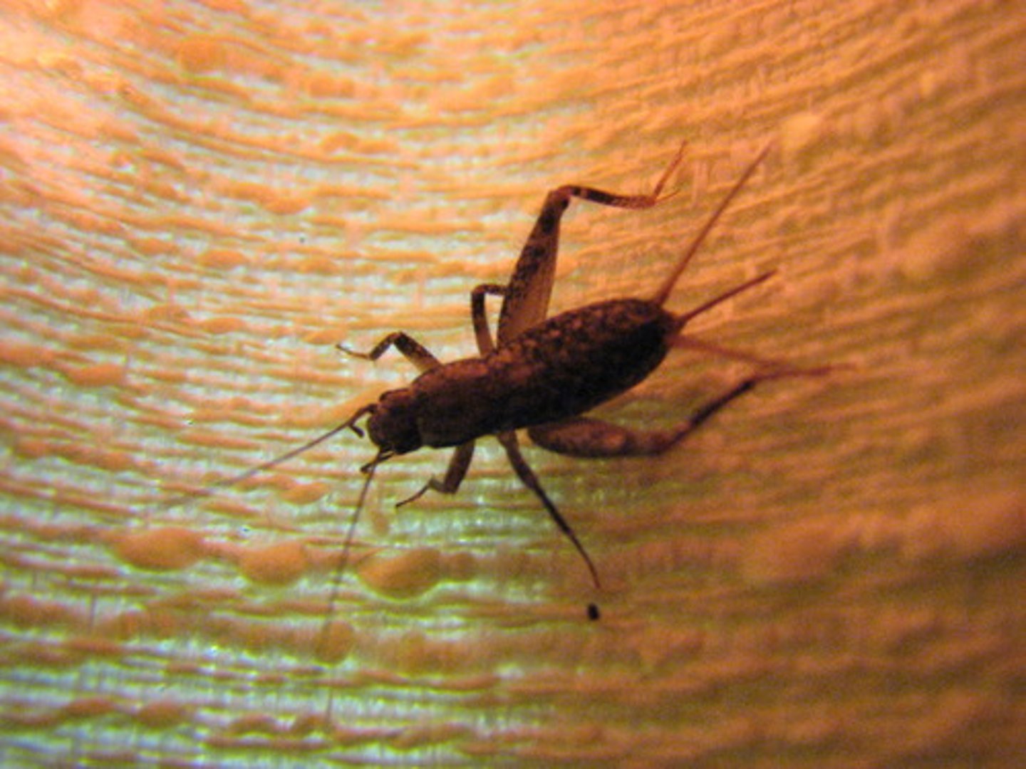 <p>insecto de color negro y rojiso que canta por las noches</p>