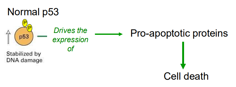 <p>When DNA damage is extensive</p>