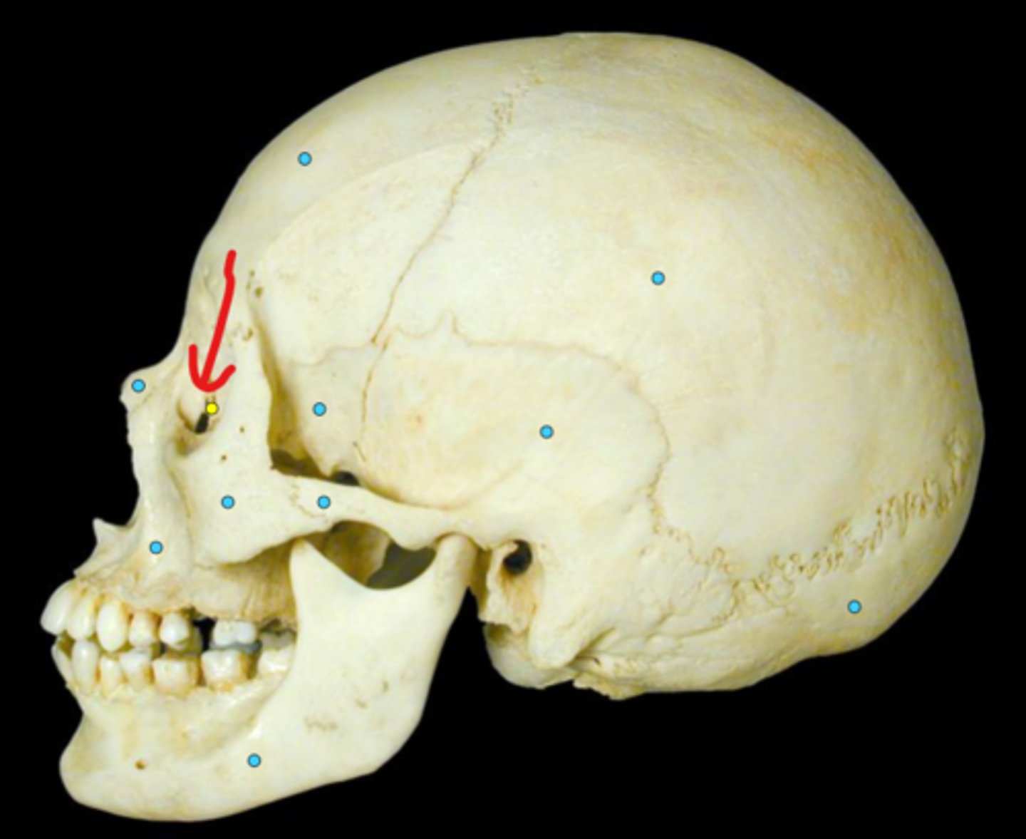 knowt flashcard image