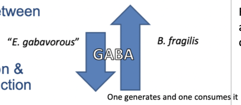 * Metabolites influence      function


* GABA, Gamma aminobutyric acid
* Interesting interactions      between 

Ratios can determine how much GABA is present and thus can influence brain function due to the community composition     