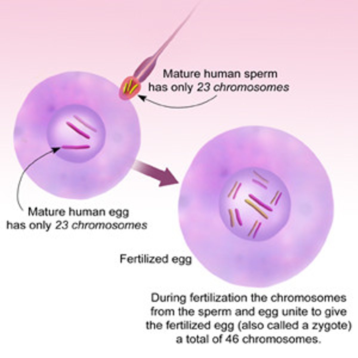 <p>Process in sexual reproduction in which male and female reproductive cells join to form a new cell</p>