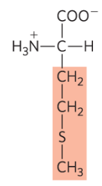 <p>Met, M, nonpolar </p>
