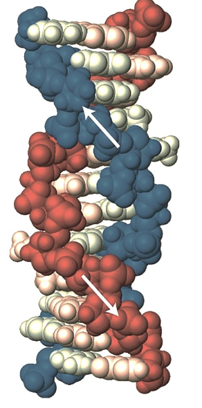 <p>Quel est la forme de l’ADN sur cette photo?</p>