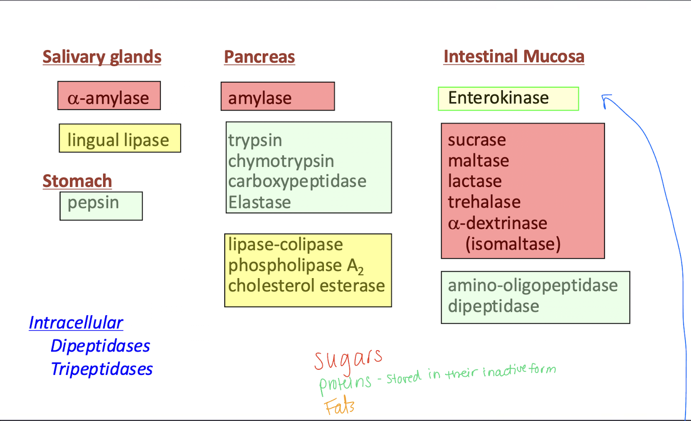 <ol><li><p>stomach - proteins</p></li><li><p>pancreas - sugars</p></li><li><p>intestinal mucosa - fats and proteins</p></li><li><p>salivary glands - sugars</p></li><li><p>pancreas - proteins</p></li></ol><p></p>