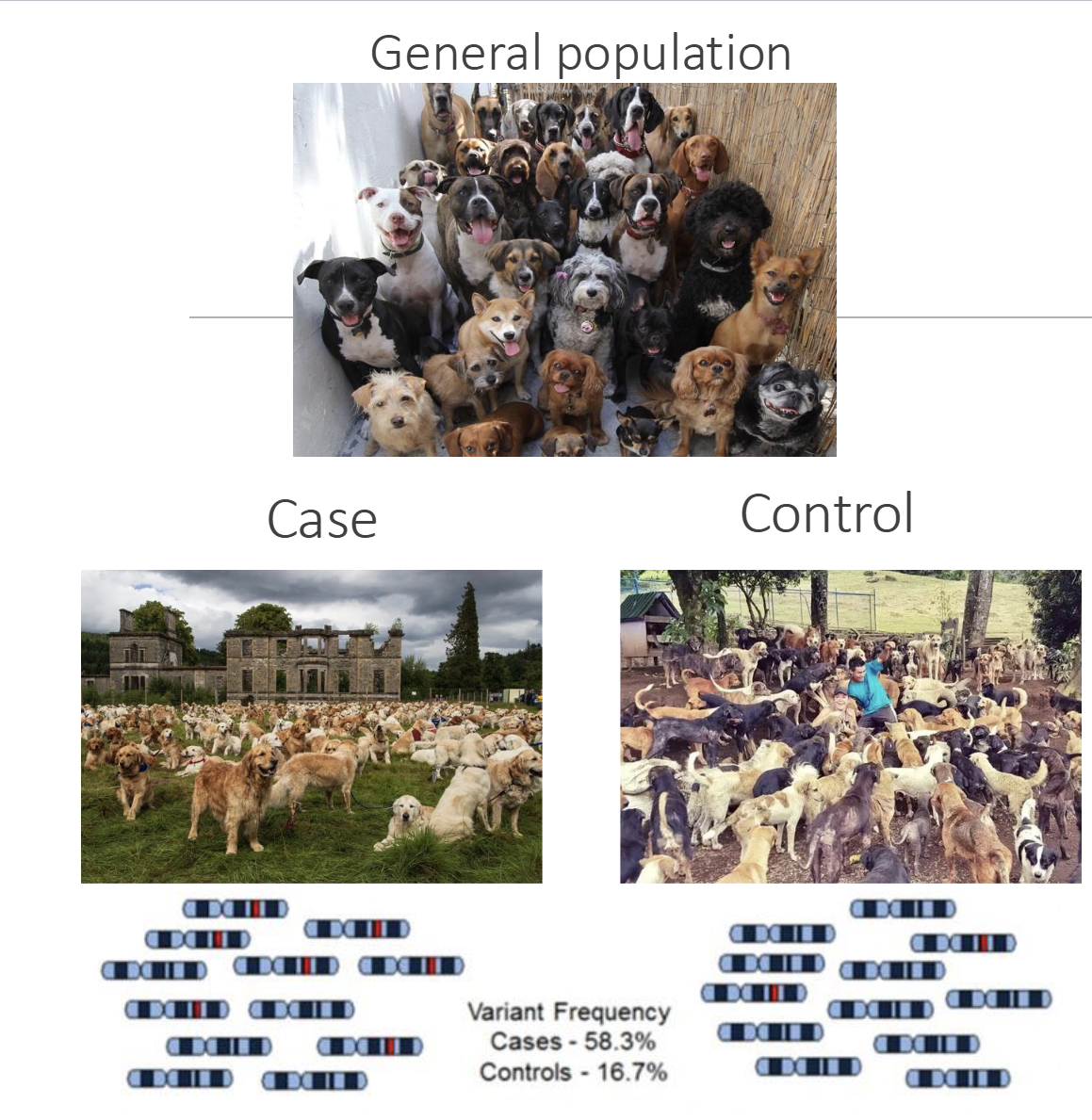 <p>Powerful method to identify a statistically significant association between a genetic mutation and a polygenic disease</p><ul><li><p>An observational case-control study: collect info from cohorts of individuals with and without the disease: disease that are more frequently present in the disease population compared to control population</p></li></ul><p></p>