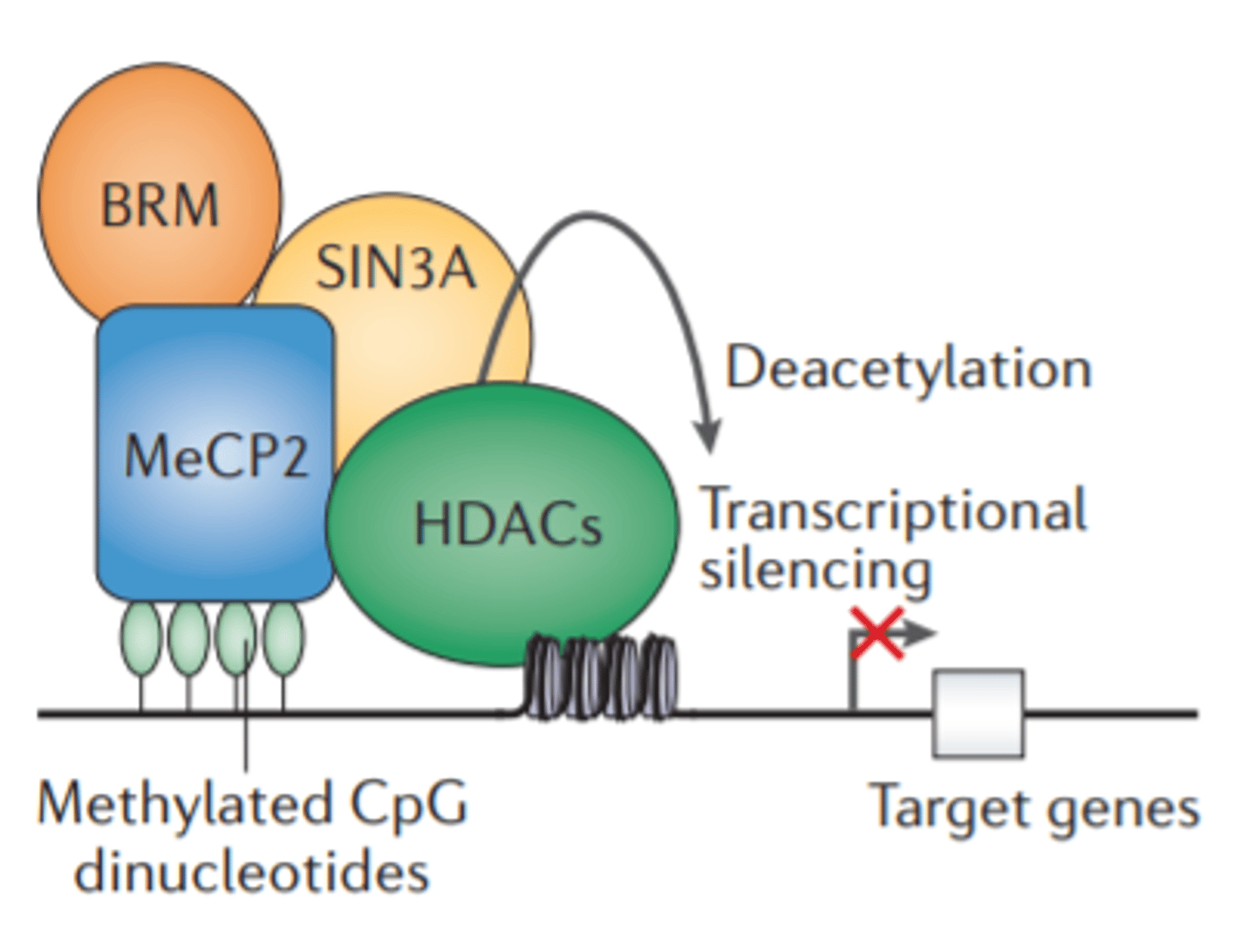 <p>MECP2 gēns kodē metil-CpG-saistošu proteīnu-2.</p><p>(tas atpazīst, ka DNS ir metilēta. Piesaista proteīnus (histonu deacetilāzi, piemēram), tiek izraisa histonu hromatīna kondensēšanās, tiek "izslēgta" gēnu ekspresija)</p><p>Defekts DNS metilēšanas interpretācijā</p>