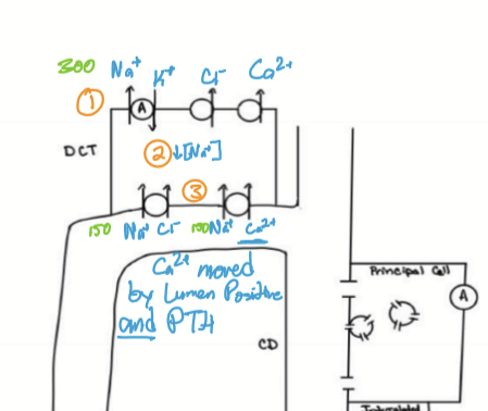 <p>NKATPase decreases Na in cell to drive Na/Cl echanger and Na/Ca cotransporter</p>