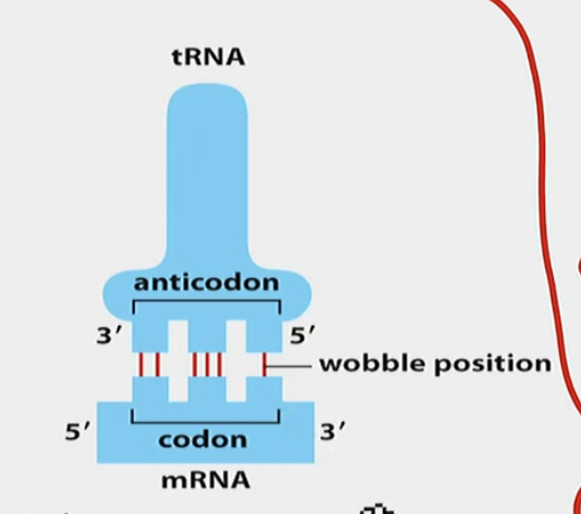 5’ on the anticodon, 3’ on the codon. 3RD POSITION OVERALL.

U can have either A, G, or I.

I is inosine, another modified base

Each base on the codon can have different possible anticodon bases

EUKARYOTES ARE LESS WOBBLY THAN PROKARYOTES