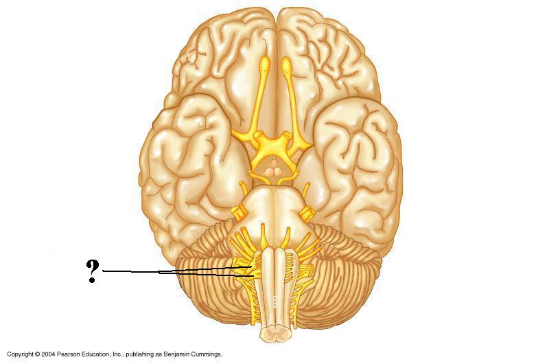 <p><span><span>Is the indicated cranial nerve sensory only, motor only, or both sensory and motor?</span></span></p>