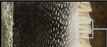 <p>what is the white flaky area</p>