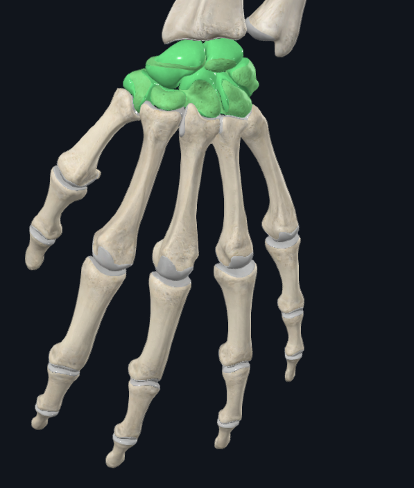 <p>What are these groups of bones called</p>