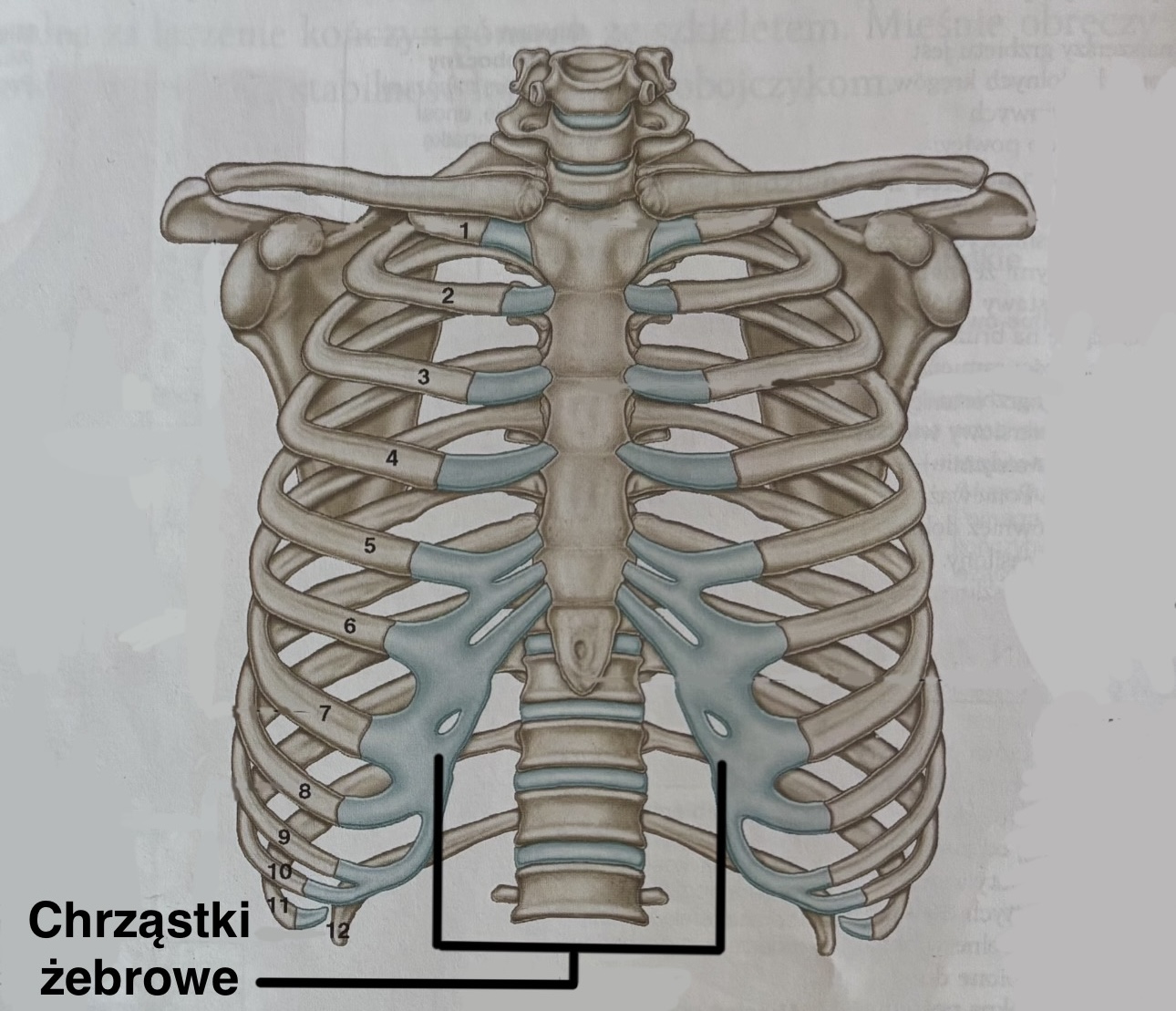 <p>Chrząstki żebrowe</p><p>(z opisem)</p>
