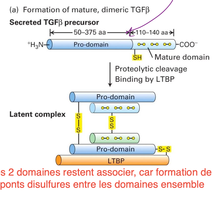 <p>TGF-ß est très grand et a besoin de maturation par un procesus protéolytique.</p><p>La maturation donne un TGF-ß latent constitué de TGF-ß mature dimérique, son prodomaine précurseur et LTBP. Les domaines sont tous liés par des ponts disulfures donc reste inactif à cause de la liaison avec le pro-domaine et LTBP.</p>