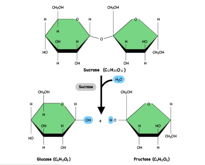 <p>is a chemical reaction that breaks a polymer into monomers by adding a water molecule (H2O). The reaction requires energy to break the weak bonds in the polymer.</p><p>The water molecules splits into H and OH, which attach to the ends of the broken bond, allowing the polymer to separate. </p><p>Essentially, the energy from the cell “attacks” the weak points of the polymer <strong>(usually the O bonds)</strong> helping to break the bonds so the monomers can be released for energy use or to build new molecules.</p>