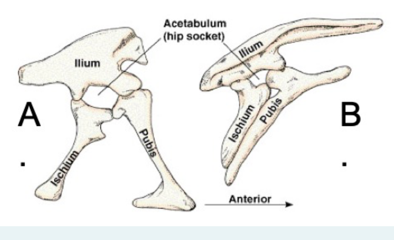 <p>what does hip structure “b” represent?</p>