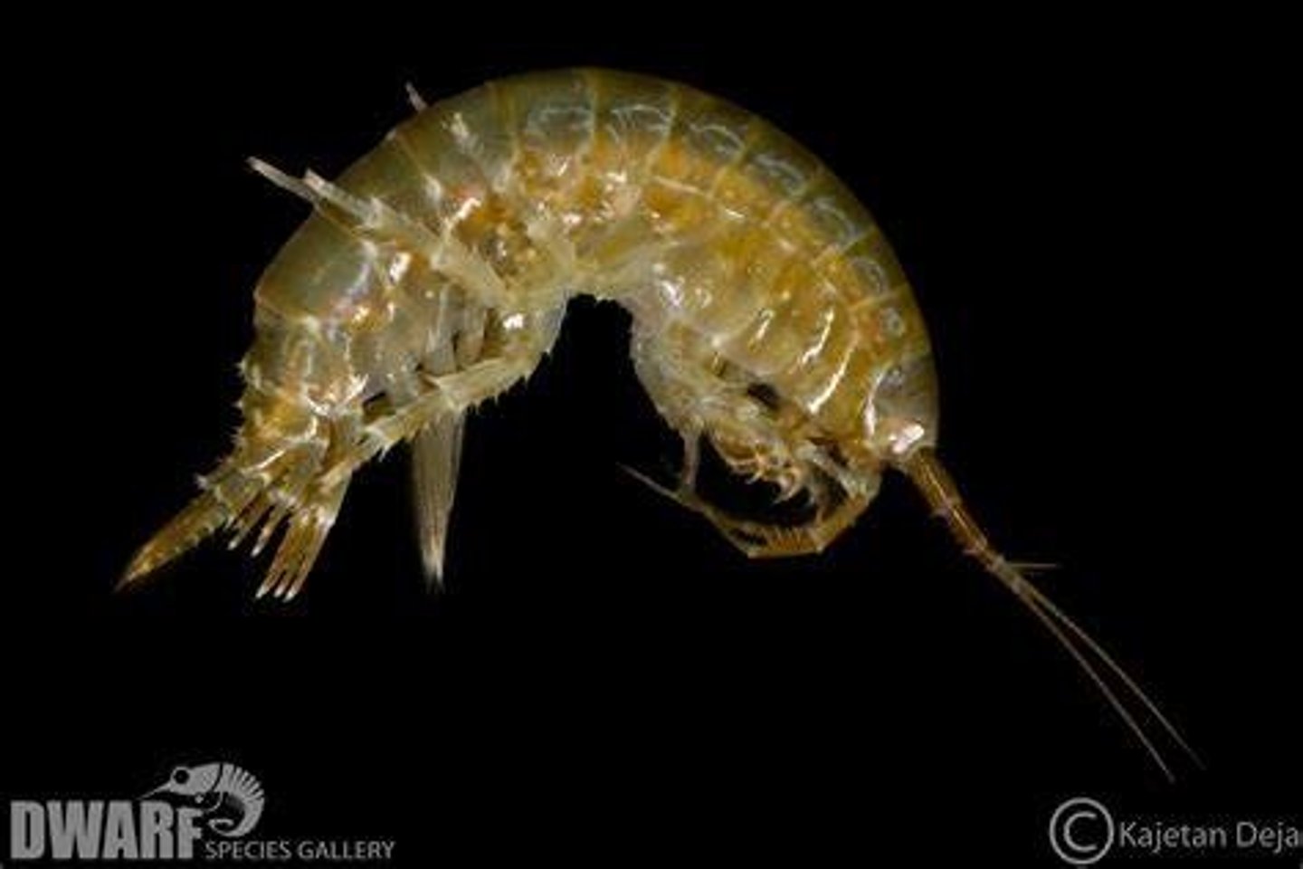 <p>What Phylum, Subphylum, Class, Order, and Genus is this animal in?</p>