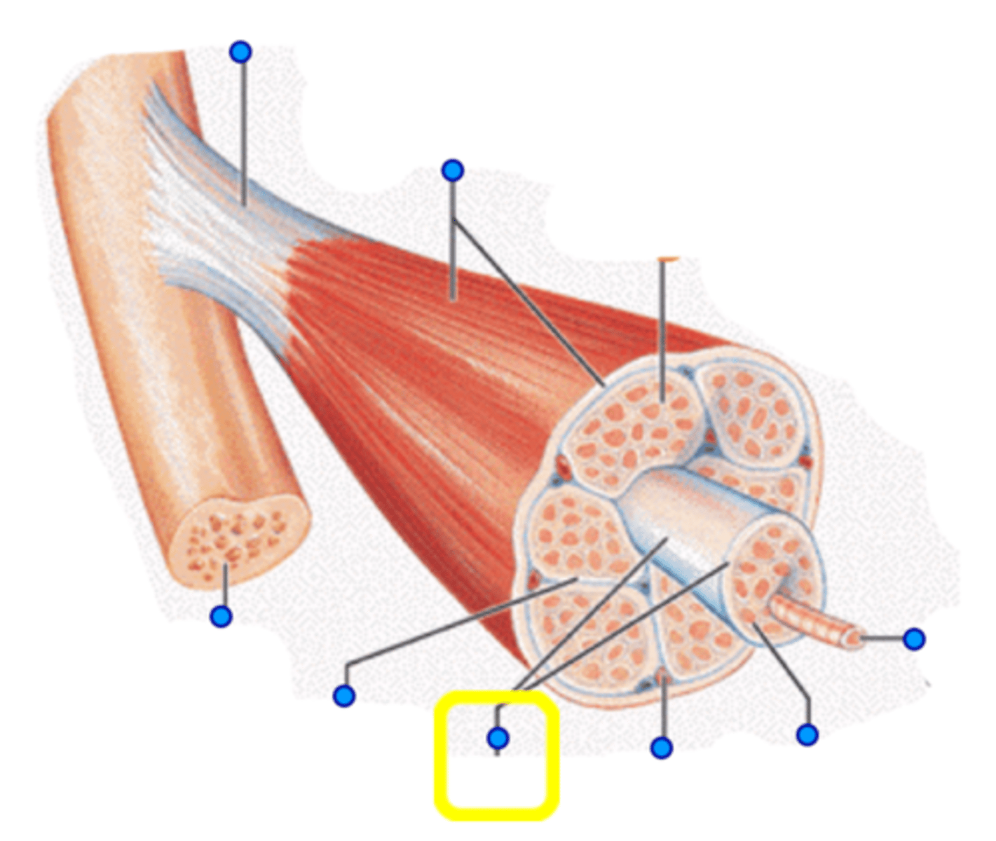 <p>A bundle of muscle fibers</p>