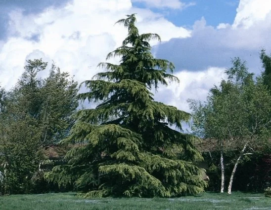 <p>Deodar cedar (Invasive)</p>