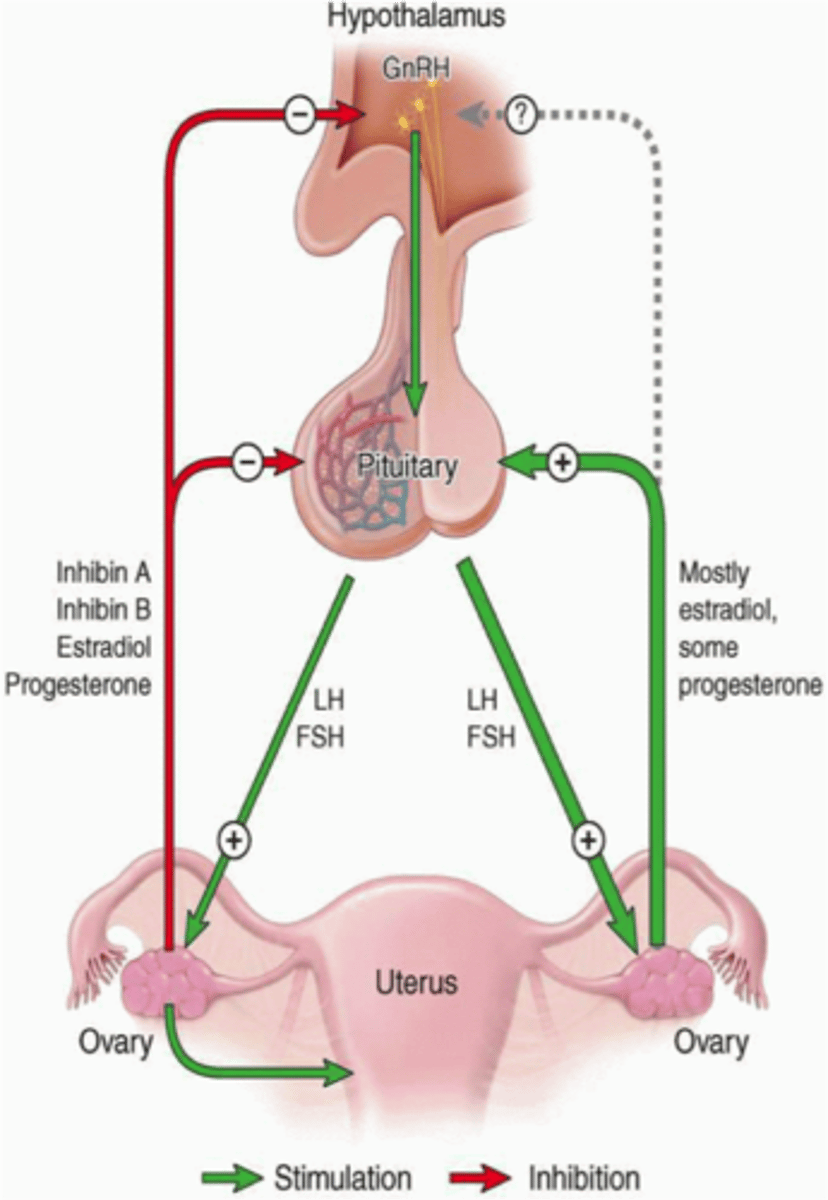 <p>hormones secreted by the anterior pituitary gland that is responsible for triggering ovulation in ovaries and the production of testosterone by the testes</p>