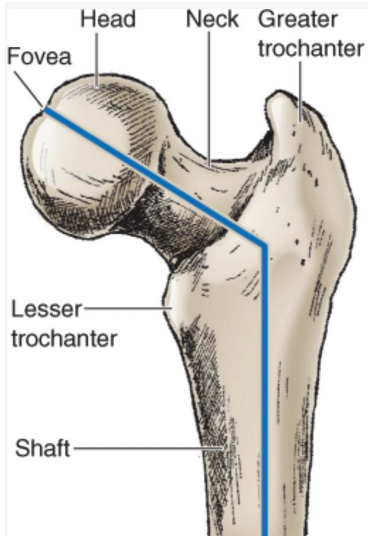 <p>angulated so that the femoral head faces medially, superiorly, and anteriorly with respect to the femoral shaft and condyles </p>