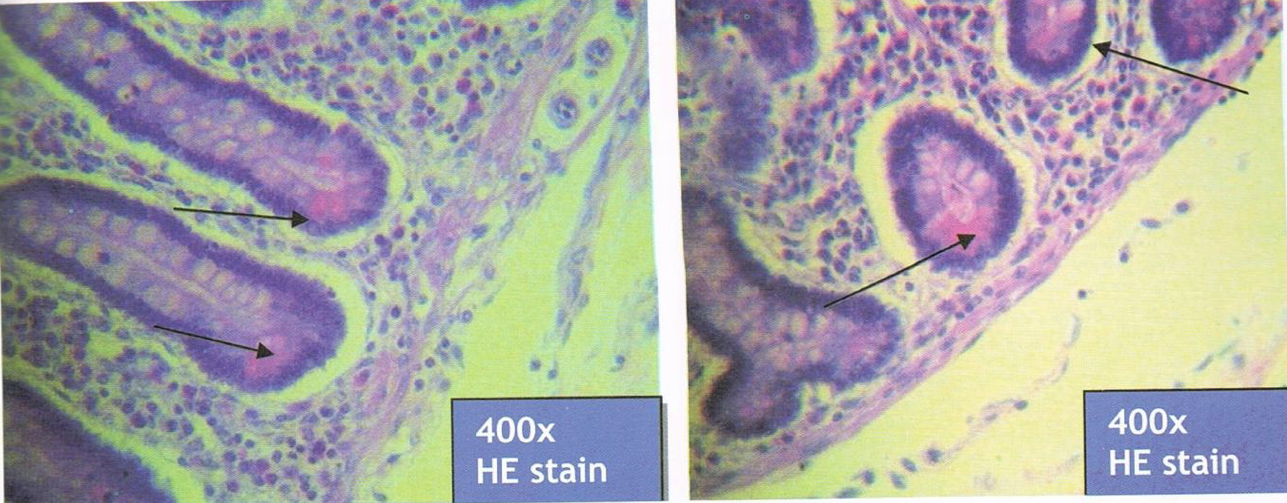 <p>Identify the structure</p>