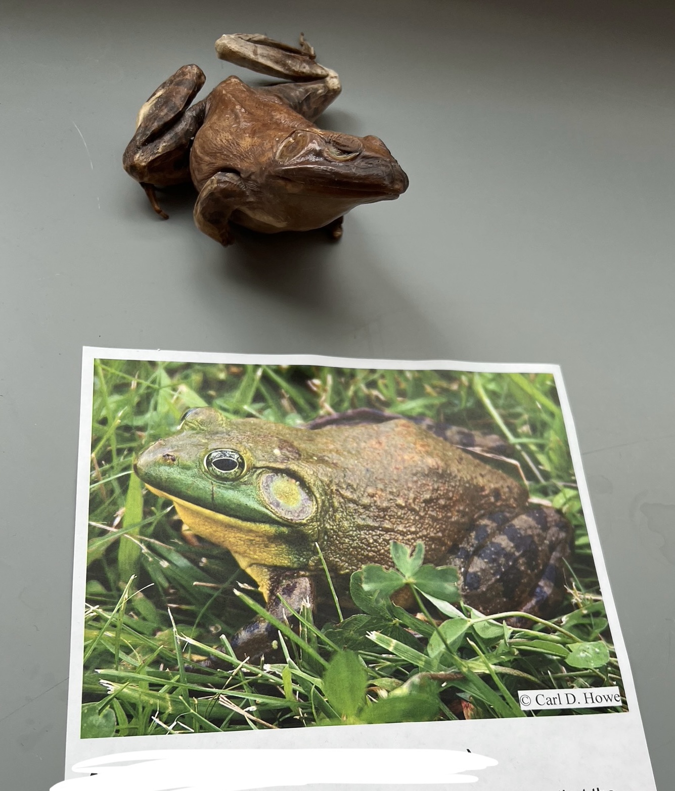 <p>What are the common and scientific names of this animal?</p>