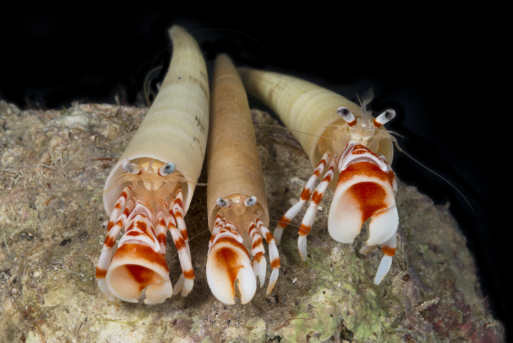 <p>tusk shells</p><p>sedentary, marine</p><p>tubular shell, open both ends</p><p>mantle-fused → tube around viscera; foot/tentacles from larger end burrow</p><p>eats detritus caught on tentacles</p>