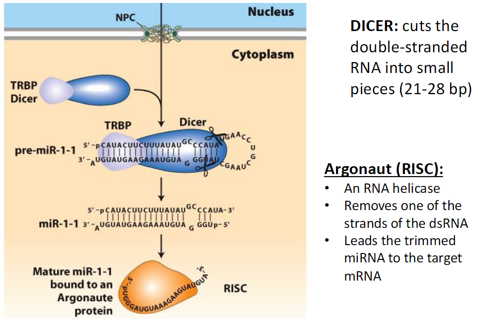<p><strong>Dicer</strong><br> Cuts double-stranded RNA into small fragments (21–28 bp)</p><p><strong>Argonaute (RISC)</strong><br> An RNA helicase<br> Removes one strand of the double-stranded RNA<br> Guides the remaining miRNA/siRNA to its target mRNA</p>