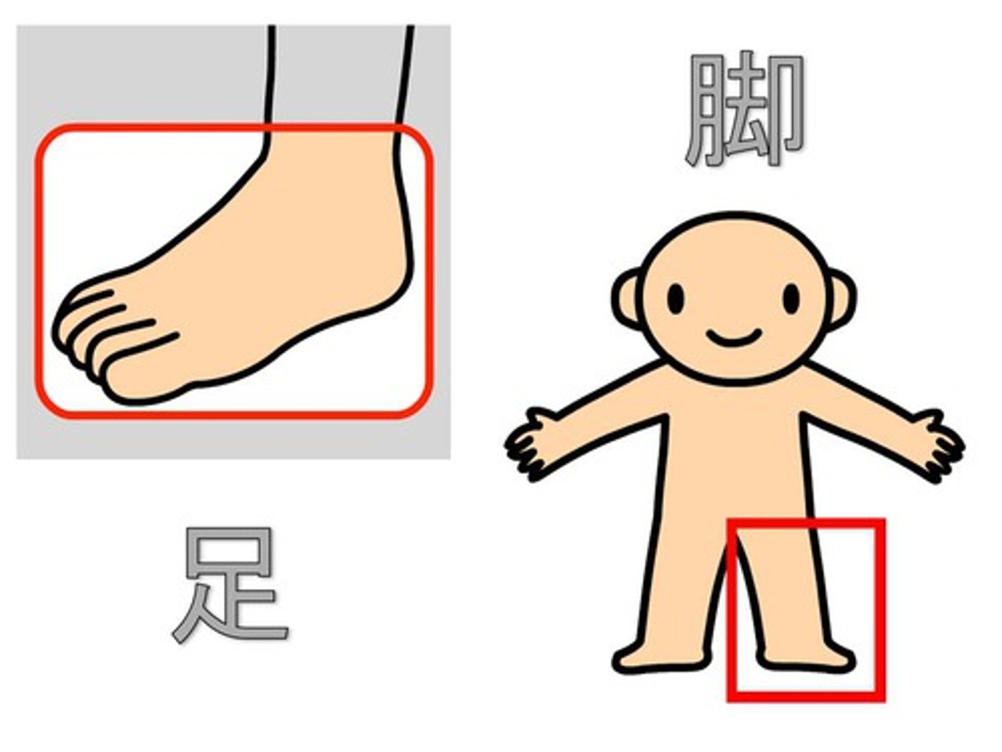 <p>foot; leg</p>