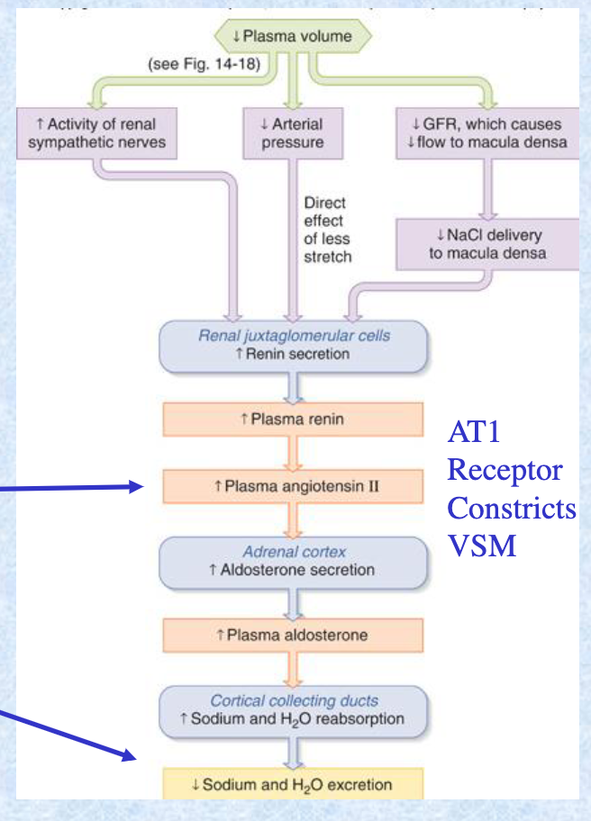 <p>Angiotensin II stimulates aldosterone secretion —&gt; increases Na reabsorption —&gt; increases fluid retention —&gt; increases blood volume —&gt; inc in blood volume &amp; peripheral resistance = inc in arterial blood pressure </p>